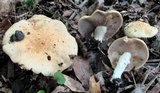 Stropharia hardii image