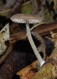 Pluteus readiarum image