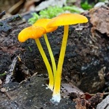 Pluteus chrysophlebius image