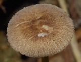 Pluteus readiarum image