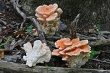 Laetiporus cincinnatus image