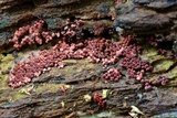 Arcyria ferruginea image