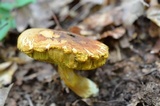 Xanthoconium affine image