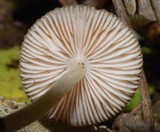 Pluteus readiarum image