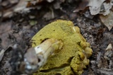 Xanthoconium affine image