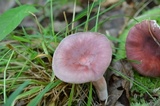 Russula uncialis image