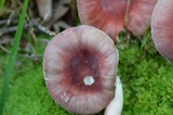 Russula uncialis image