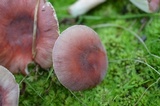 Russula uncialis image