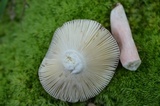 Russula uncialis image