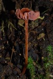 Laccaria fraterna image