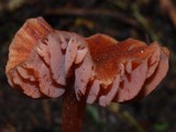Laccaria fraterna image