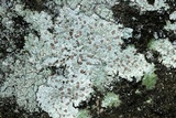 Icmadophila ericetorum image