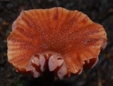 Laccaria fraterna image