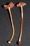 Laccaria fraterna image