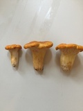 Cantharellus phasmatis image