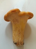 Cantharellus phasmatis image