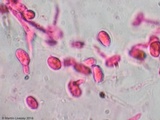 Ductifera pululahuana image