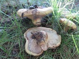 Paxillus vernalis image