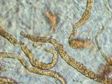 Ductifera pululahuana image