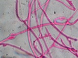 Ductifera pululahuana image