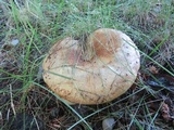 Paxillus vernalis image