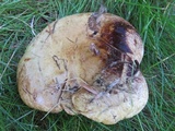 Paxillus vernalis image