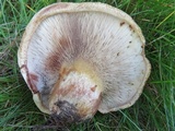 Paxillus vernalis image
