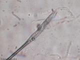 Ductifera pululahuana image