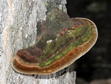 Phellinus robiniae image