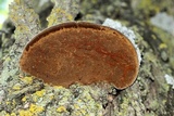 Phellinus robiniae image