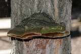 Phellinus robiniae image