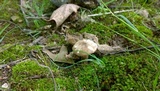 Lactarius gerardii var. fagicola image