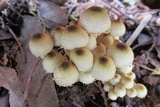 Xanthagaricus luteolosporus image