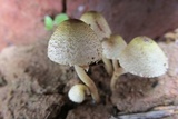 Xanthagaricus luteolosporus image