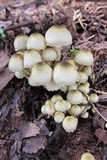 Xanthagaricus luteolosporus image