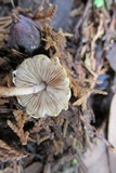 Xanthagaricus luteolosporus image