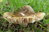 Russula sororia image