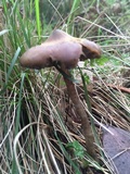 Psilocybe subaeruginosa image