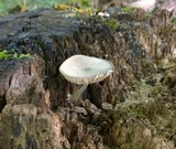 Pluteus americanus image