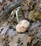Pluteus americanus image