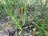 Leratiomyces cucullatus image