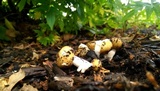 Russula grata image