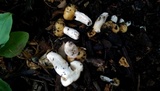Russula grata image