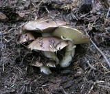 Suillus punctatipes image