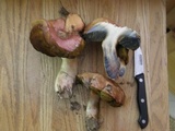 Boletus smithii image