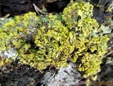 Vulpicida pinastri image