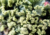 Vulpicida pinastri image
