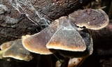 Auricularia nigricans image