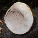 Auricularia nigricans image