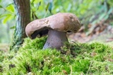 Sutorius eximius image